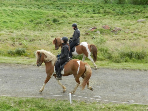 Icelandic horse demonstration at the Gauksmyri Horse Farm